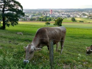 A large grey cow grazing in a green field with the buildings of Stettbach behind.